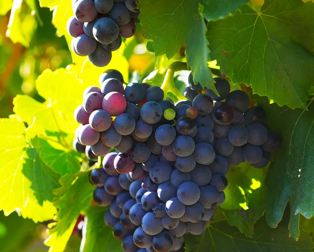 Grappes de raisin noir mûr sur la vigne, au soleil