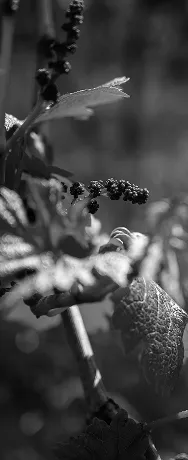 Grappes de vigne et feuilles séchées sous la lumière naturelle du vignoble de Quincy