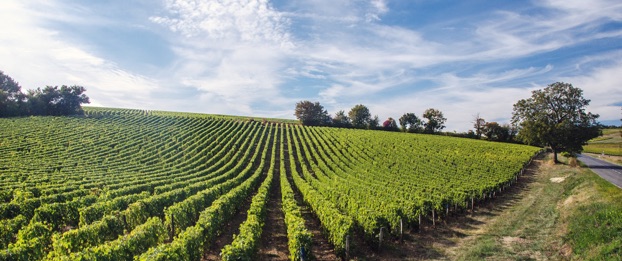 producteur de vin Reuilly AOC