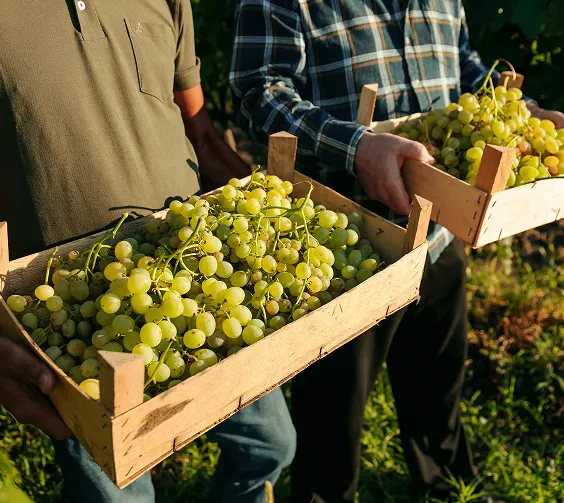 Deux vignerons portant des caisses de raisin blanc fraîchement récolté à Quincy
