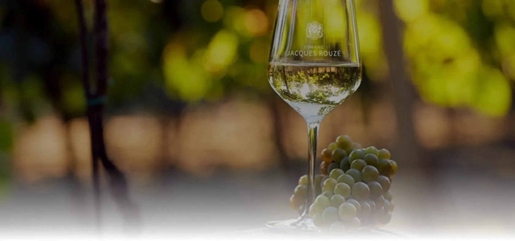 Verre de vin blanc et grappe de raisin dans les vignes de Quincy