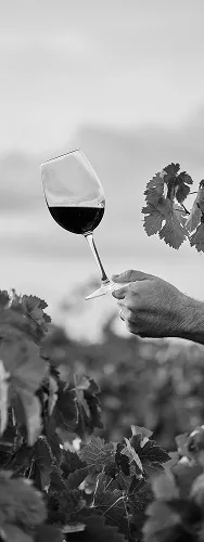 Vigneron dégustant un vin rouge dans les vignes de Quincy