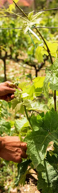 Vigneron taillant les sarments dans un vignoble de Quincy