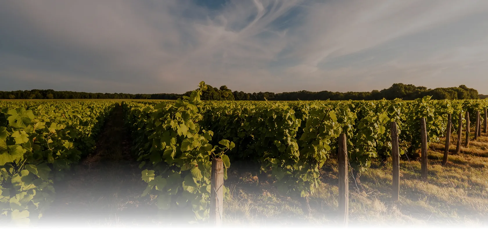 Vignes de Quincy baignées par une lumière dorée au coucher de soleil